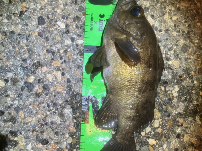 初夏のメバル釣り